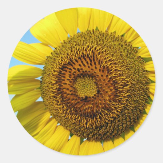 Sticker Rond Tournesol (Devant)