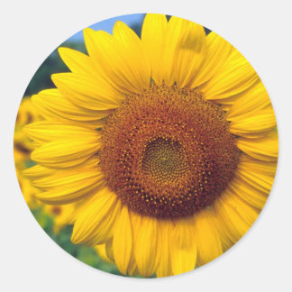 Sticker Rond Tournesol