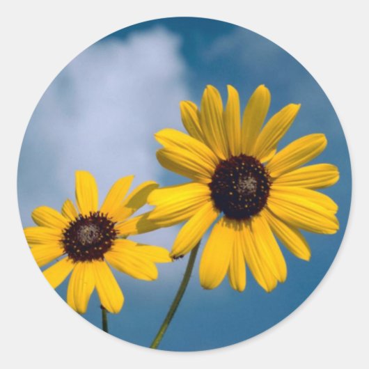 Sticker Rond Tournesol (Devant)