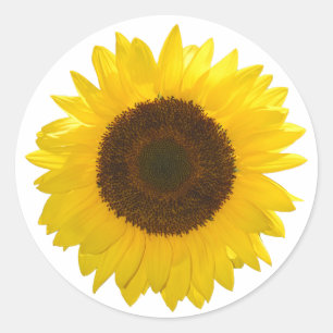 Sticker Rond Tournesol