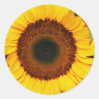 Sticker Rond tournesol