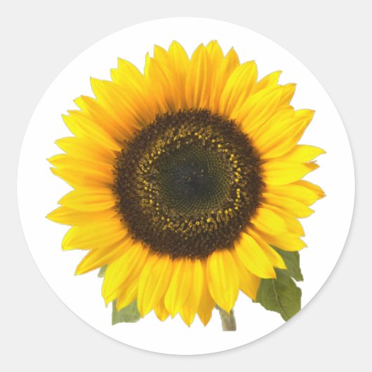 Sticker Rond Tournesol (Devant)