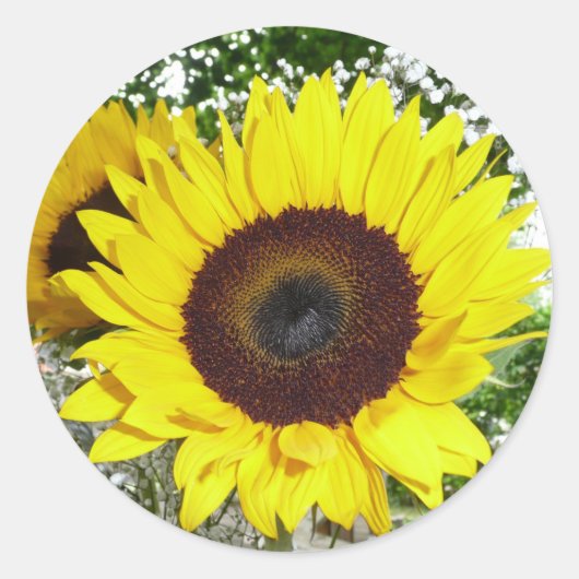 Sticker Rond Tournesol (Devant)