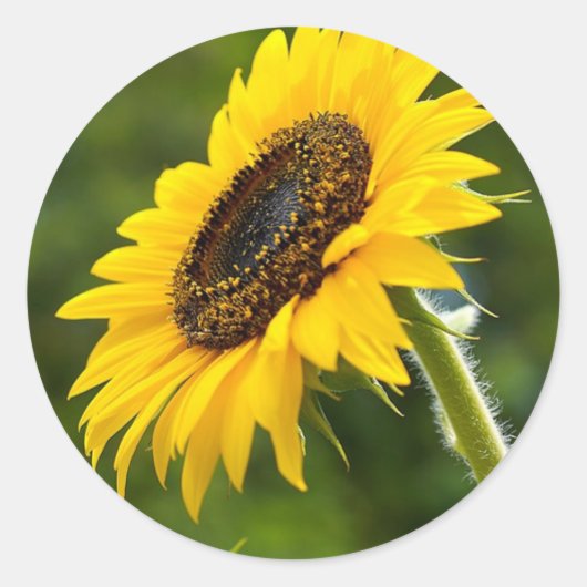 Sticker Rond Tournesol (Devant)