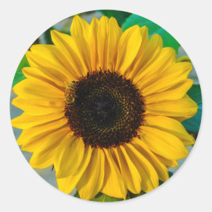 Sticker Rond Tournesol avec abeille