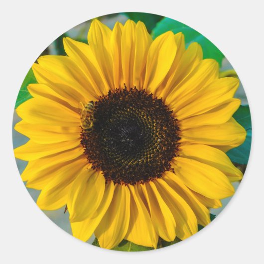 Sticker Rond Tournesol avec abeille (Devant)