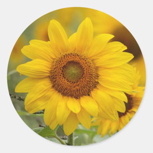 Sticker Rond Tournesol Floral (Devant)