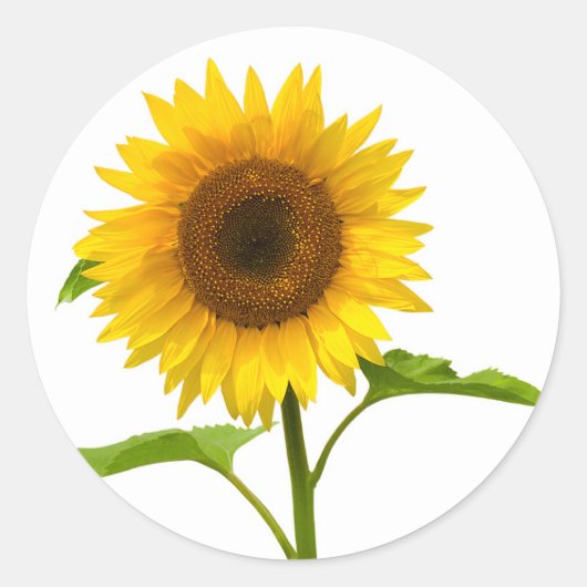 Sticker Rond Tournesol floral Tournesol jaune (Devant)