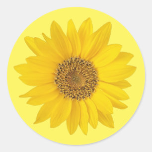 Sticker Rond Tournesol jaune simple