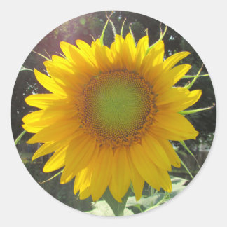 Sticker Rond Tournesol jaune soleil