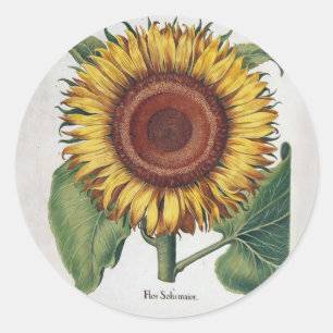 Sticker Rond Tournesol Vintage Damas Fleur Art