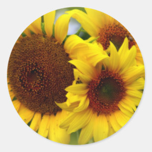 Sticker Rond Tournesols heureux