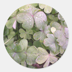 Sticker Rond Trèfle sous la pluie