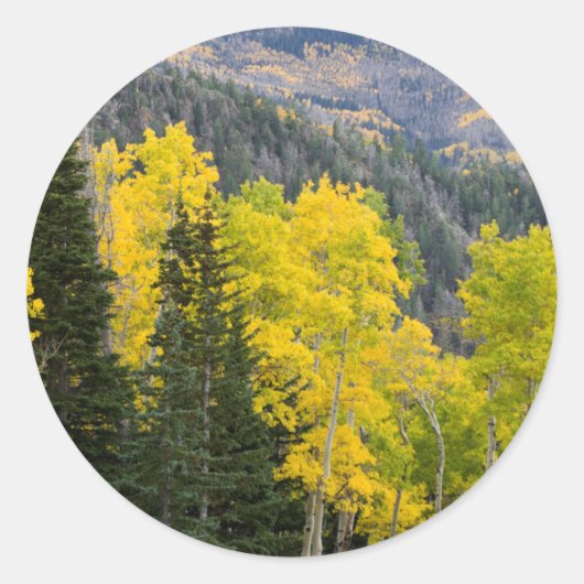 Sticker Rond Trembles (Populus Tremuloides) et conifères 2 (Devant)