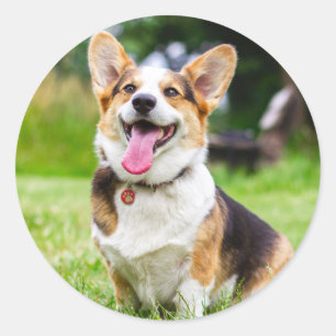 Sticker Rond Tri Color Pembroke Welsh Corgi Puppy Dog
