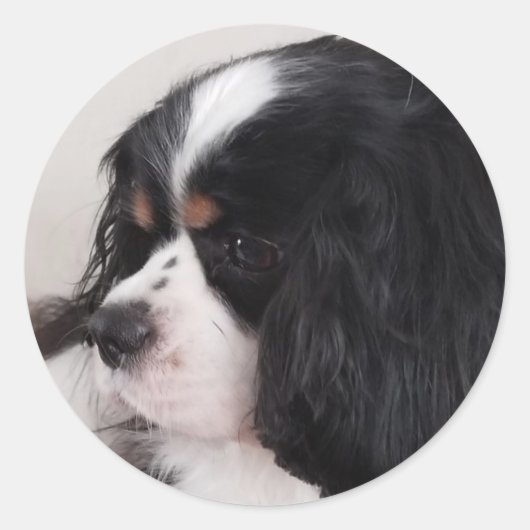 Sticker Rond Tri Couleur Cavalier King Charles (Devant)