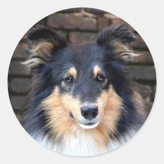 Sticker Rond Tricolor Sheltie face (Devant)