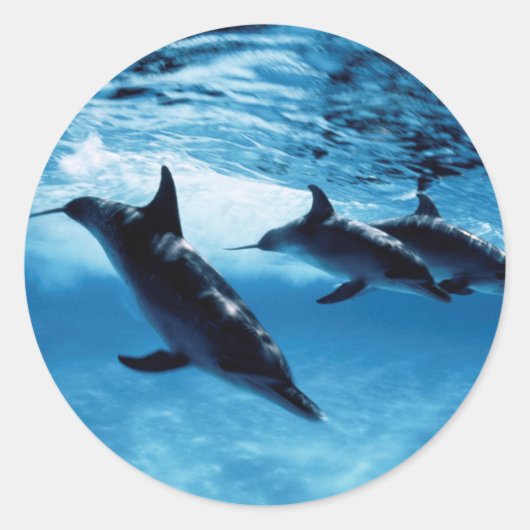 Sticker Rond Trio de dauphins (Devant)