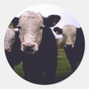 Sticker Rond Trio de veau