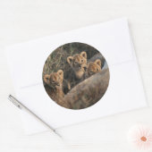 Sticker Rond Trio des petits Lion de six semaines assis (Enveloppe)
