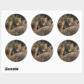 Sticker Rond Trio des petits Lion de six semaines assis (Feuille)