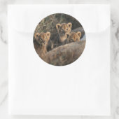 Sticker Rond Trio des petits Lion de six semaines assis (Sac)