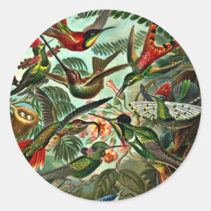 Sticker Rond Trochilidae