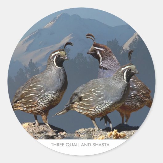 STICKER ROND TROIS COURRIER ET SHASTA (Devant)