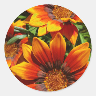 Sticker Rond Trois Gazanias collant rond, scellant enveloppe