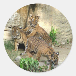 Sticker Rond Trois petits tigres