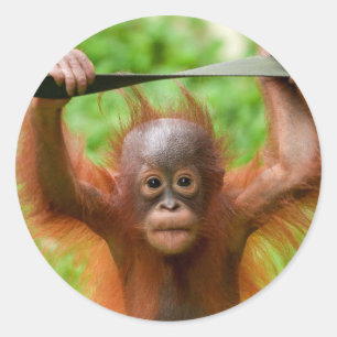 Sticker Rond Trop mignon pour être manipulé – Petit orang-outan