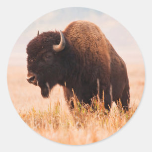Sticker Rond Troupeau de bisons d'Amérique (Bison Bison) dans T