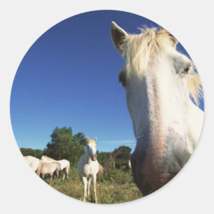 Sticker Rond Troupeau de Chevaux blancs