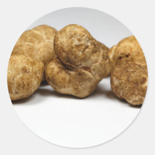 Sticker Rond Truffes blanches de l'espèce tuber oligospermum.