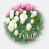 Sticker Rond Tulip (Devant)