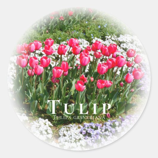 Sticker Rond Tulip (Devant)
