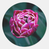 Sticker Rond Tulip rose moisi (Devant)