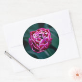 Sticker Rond Tulip rose moisi (Enveloppe)