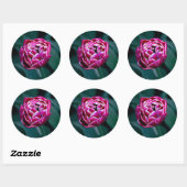 Sticker Rond Tulip rose moisi (Feuille)