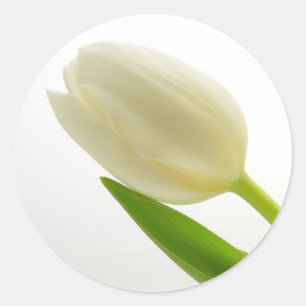 Sticker Rond Tulipe blanche