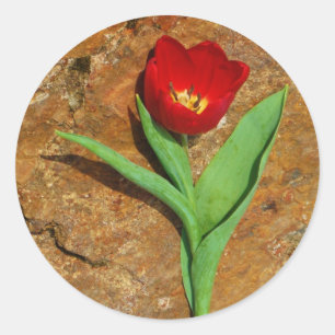 Sticker Rond Tulipe jaune et rouge