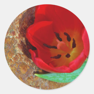 Sticker Rond Tulipe jaune printemps et rouge