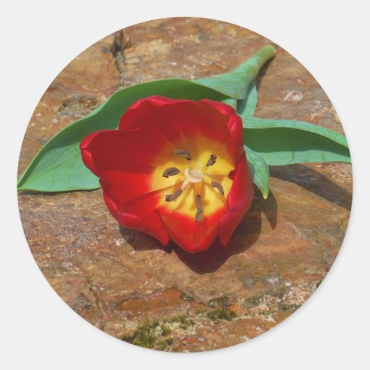 Sticker Rond Tulipe rouge du printemps (Devant)