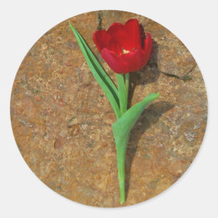 Sticker Rond Tulipe rouge et jaune