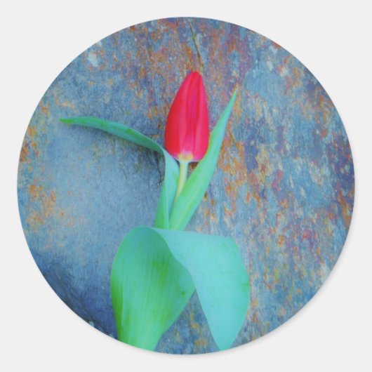 Sticker Rond Tulipe rouge sur ardoise gris bleu (Devant)