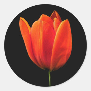 Sticker Rond TulipeOrange