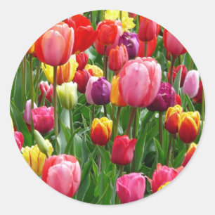Sticker Rond Tulipes multicolores