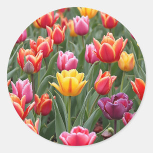 Sticker Rond Tulipes néerlandaises