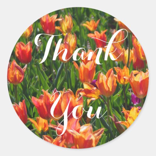 Sticker Rond Tulipes orange (Devant)