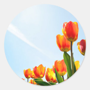 Sticker Rond Tulipes orange et rouge du dessous